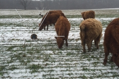 Jan-1-2016-Grazing